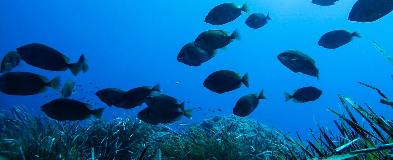 Pesci esotici si spingono verso ovest, mentre il Mediterraneo lentamente si tropicalizza