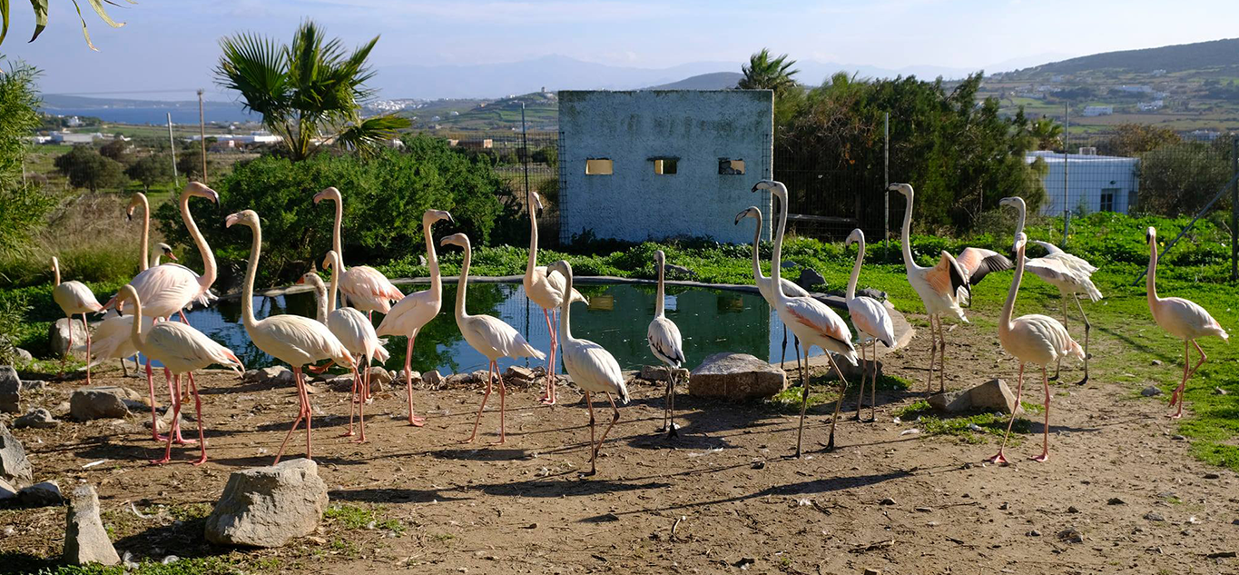 Hotter Summers Worry Bird Rescuers